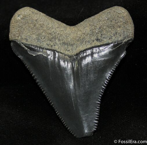Inch Bone Valley Megalodon Tooth #1303